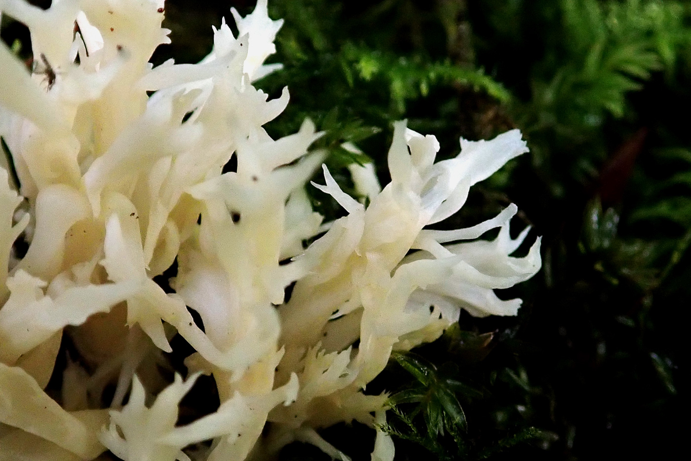 Clavulina coralloides  by Penny Cullington